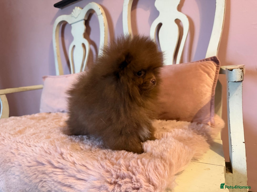 Pomeranian dogs for sale: Quality Chocolate Small Chocolate Teddy Bear - Image 2