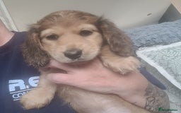 Miniature Dachshund dogs for sale: Miniature long hair shaded cream - Image 3