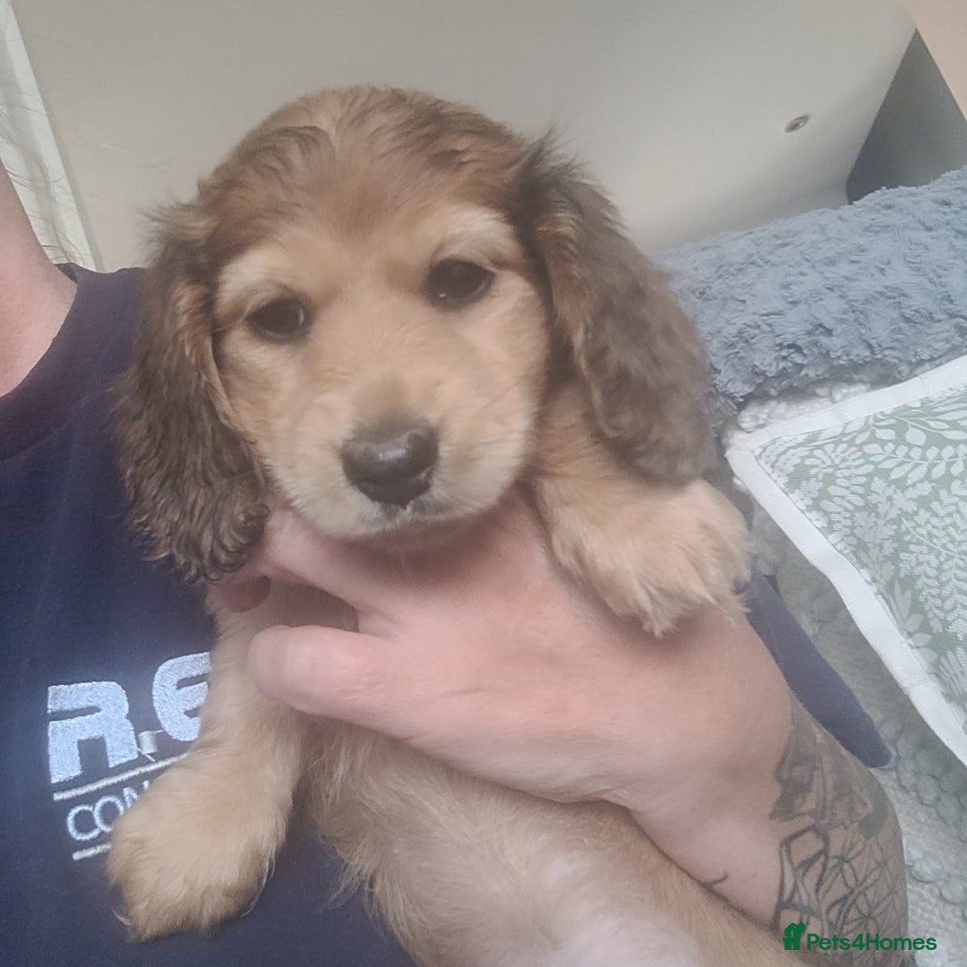 Miniature Dachshund dogs for sale: Miniature long hair shaded cream - Image 3