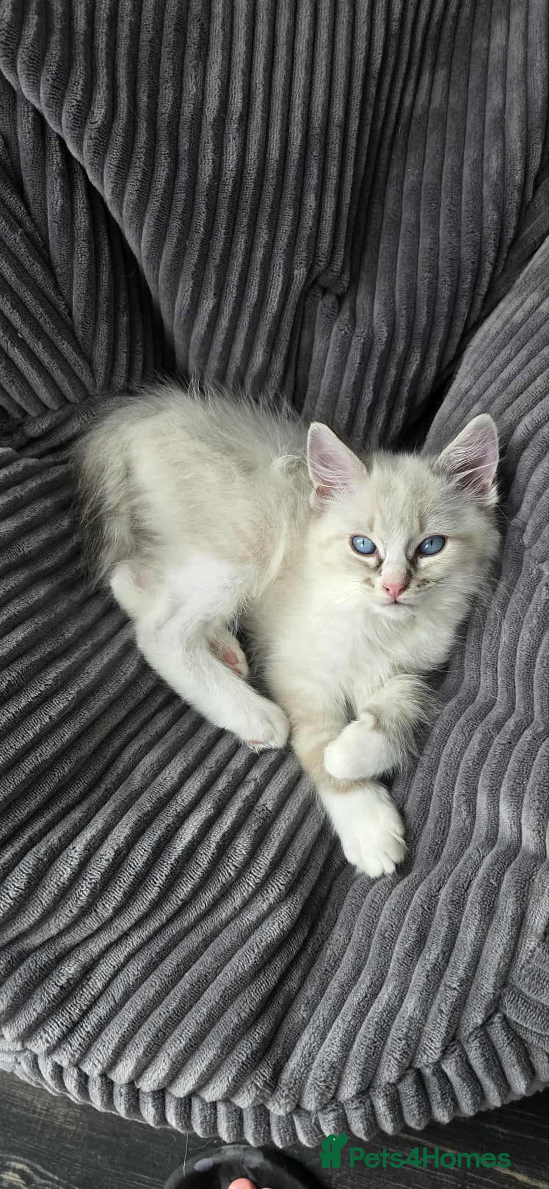 Ragdoll cats for sale: Playful loving boy looking for family home 🏡 - Advert 8