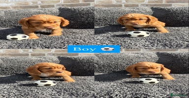 Cocker Spaniel dogs - Advert 10