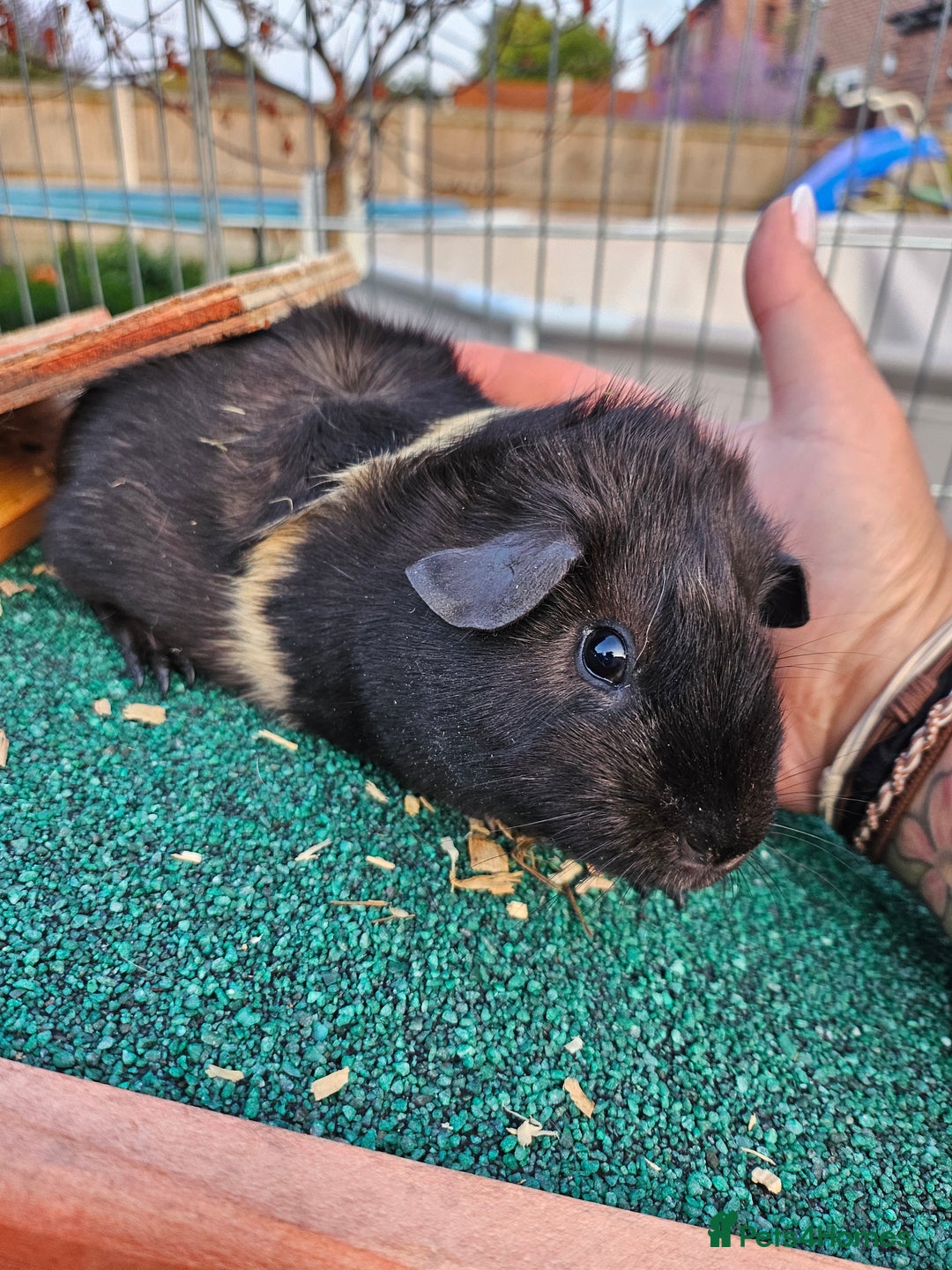 Guinea Pig rodents for sale: 3 guinea pigs for sale - Image 5