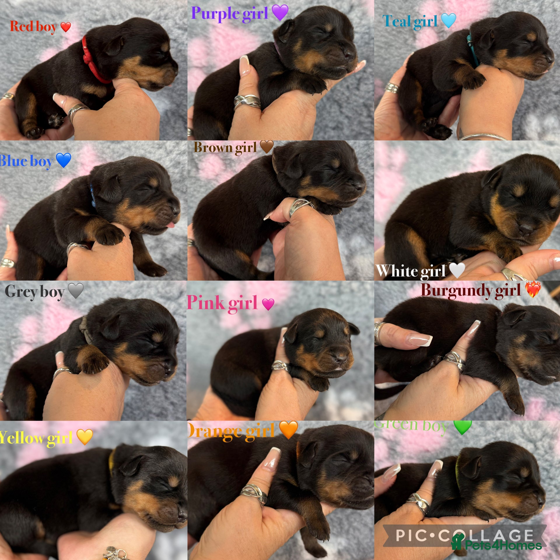 Rottweiler dogs 🐾 Beautiful Rottweiler Puppies 🐾 - Advert 1