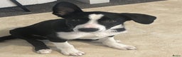 Border Collie dogs for sale: Male rehome woody  - Advert 2