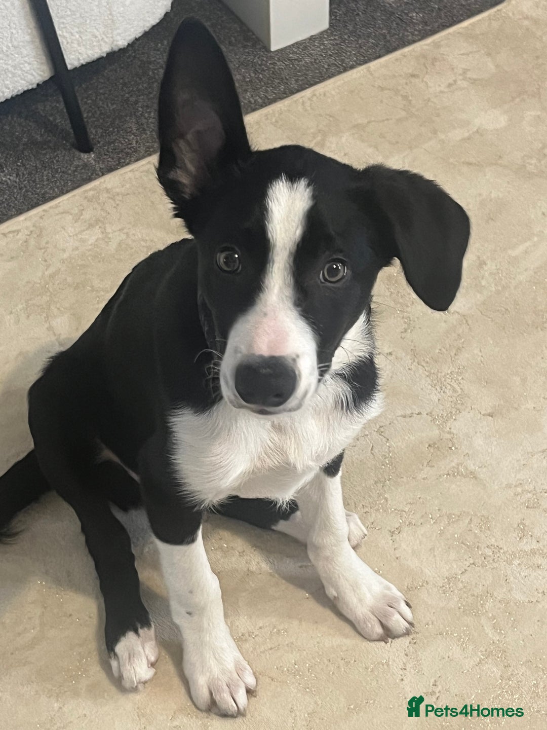 Border Collie dogs for sale: Male rehome woody  - Advert 2