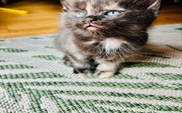 Ragdoll cats for sale: Beautiful coat Mink Ragdoll X British Short hair - Image 3