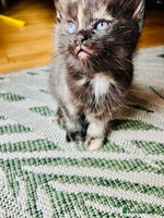 Ragdoll cats Beautiful coat Mink Ragdoll X British Short hair - Advert 5