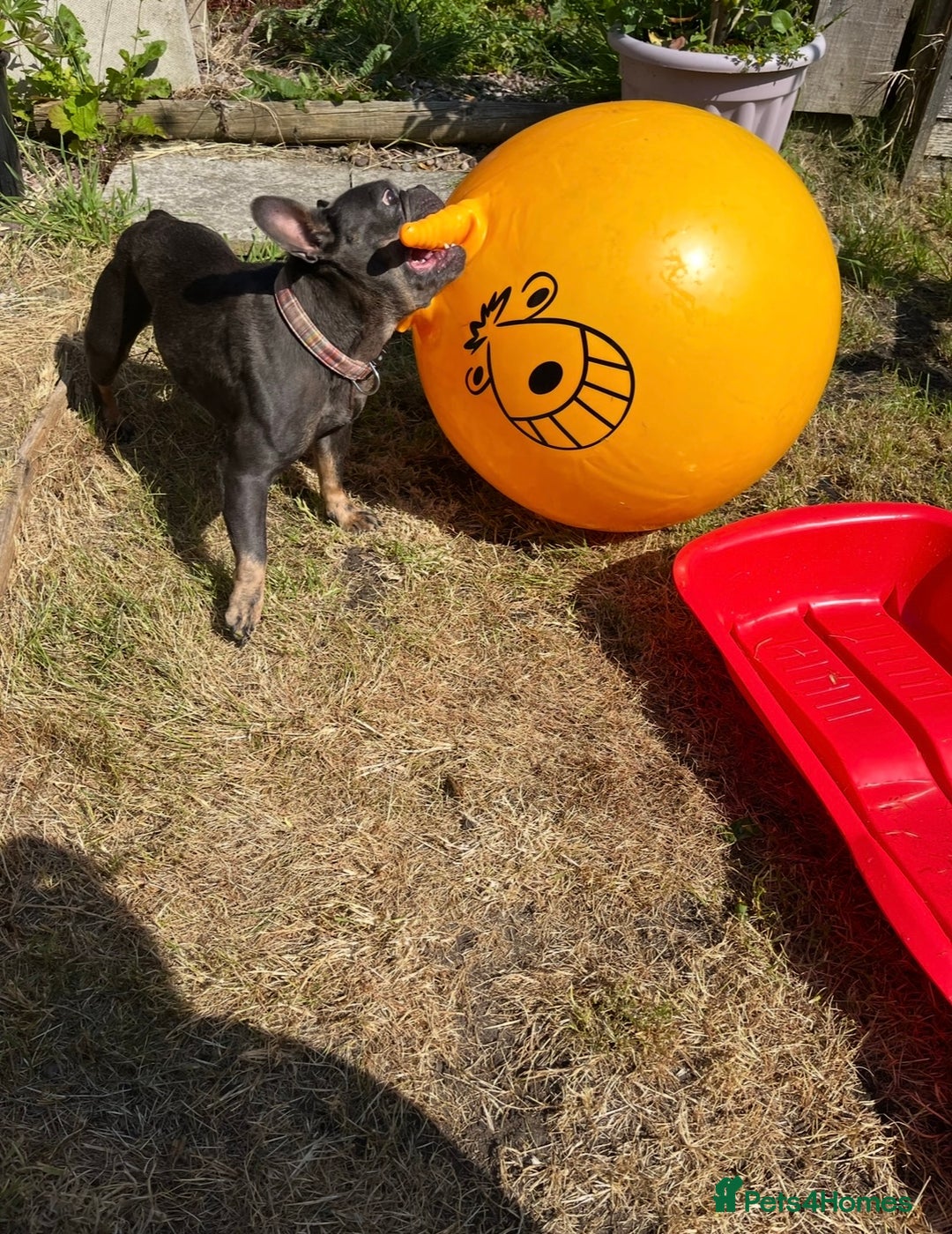French Bulldog dogs for sale: Meet Zola 🐶  - Image 2