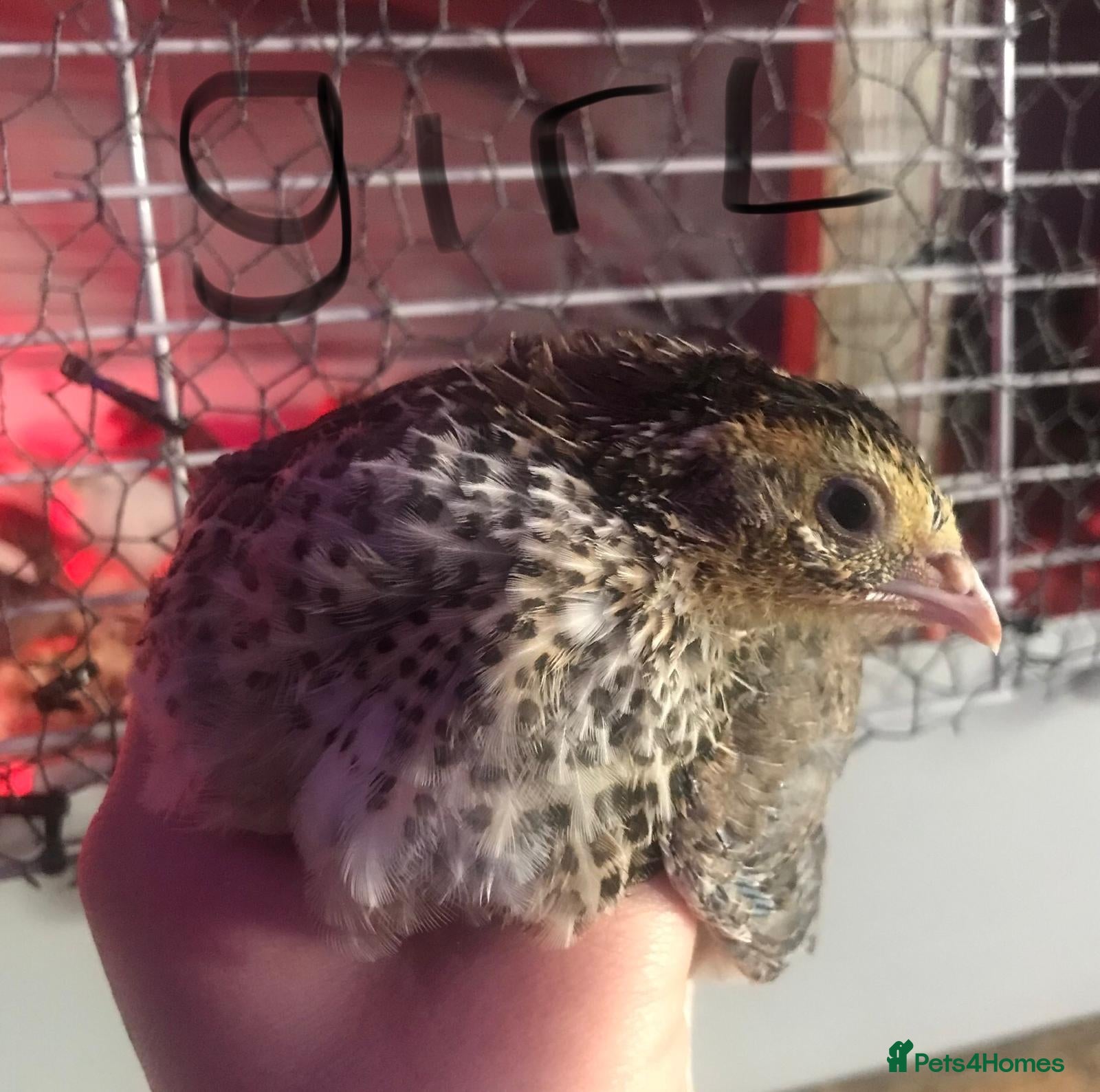 Quail poultry JUMBO QUAILS,HUTCH,INCUBATOR - Advert 17