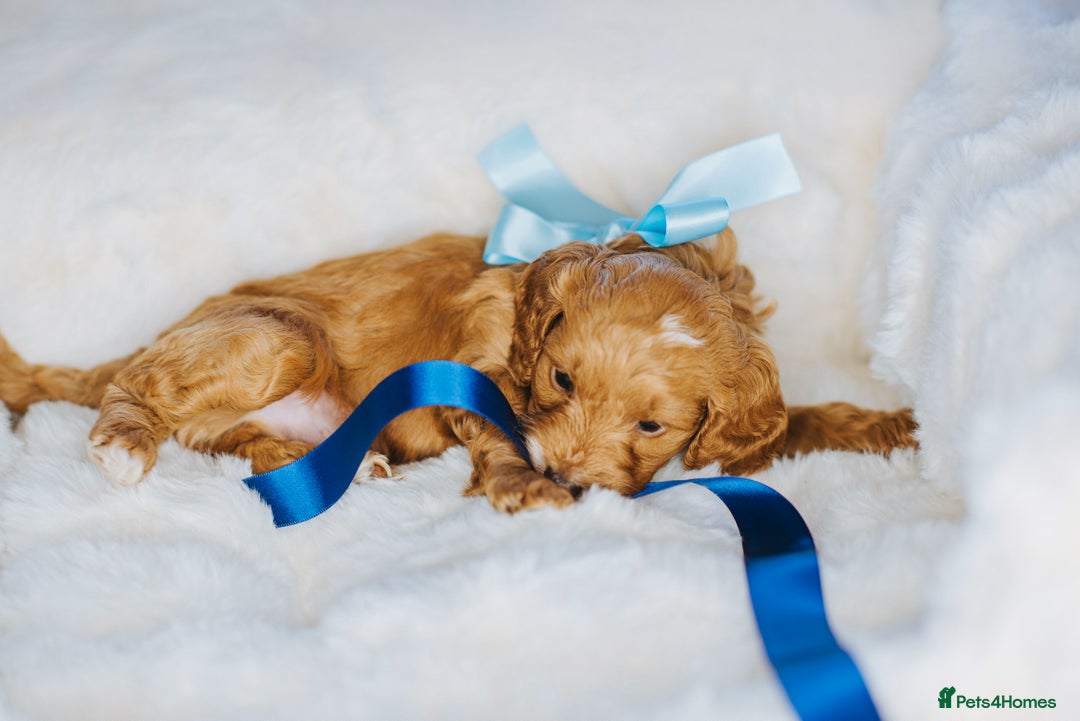 Cockapoo dogs for sale:  READY NOW!! 💙🐶💙2 boys Amazing F1b Cockapoos  - Advert 16