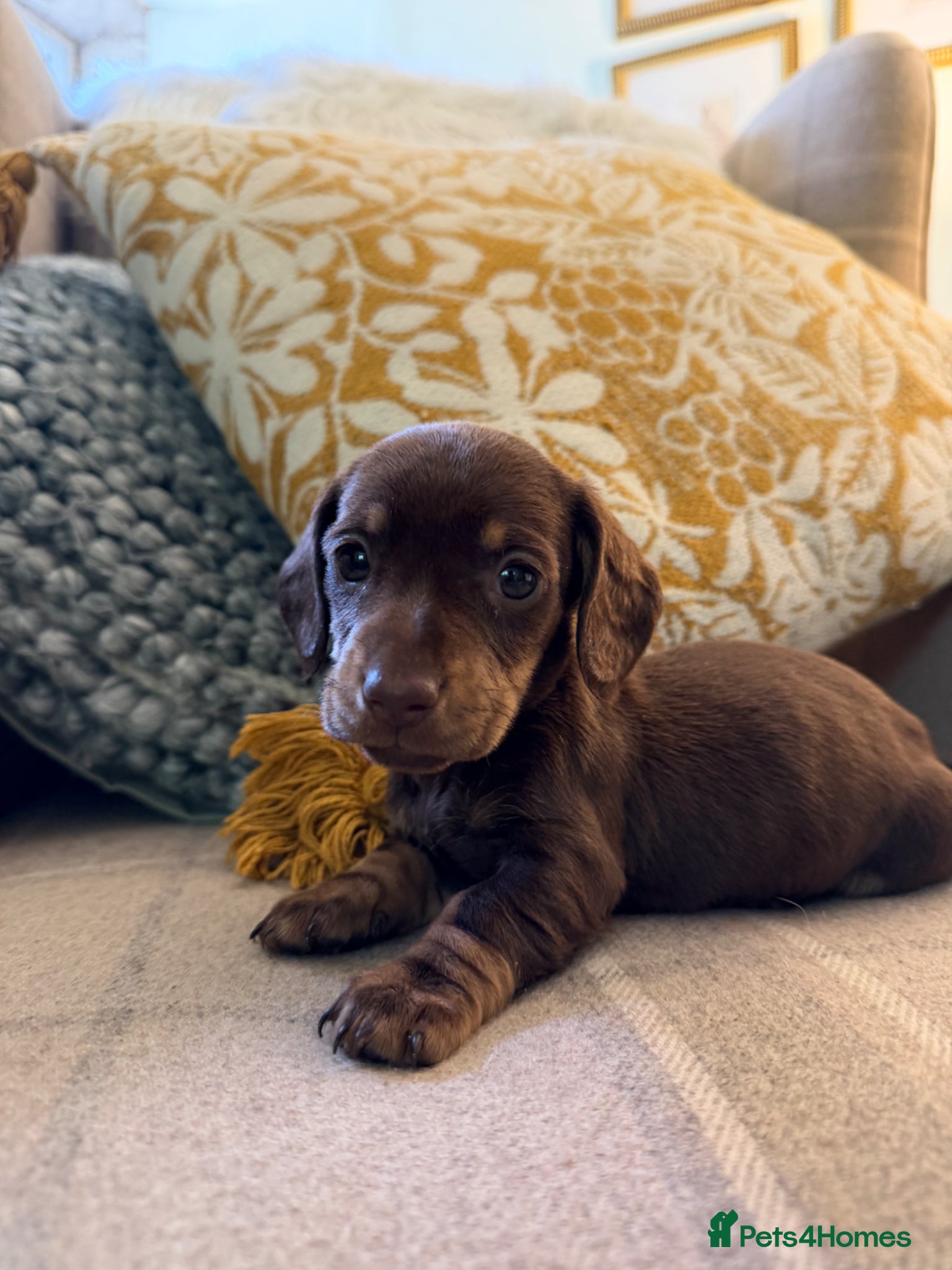 Miniature Dachshund dogs Miniature dachshund puppies - Advert 2