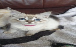 Ragdoll cats for sale: Beautiful GCCF Registered Ragdoll Kittens. - Image 15
