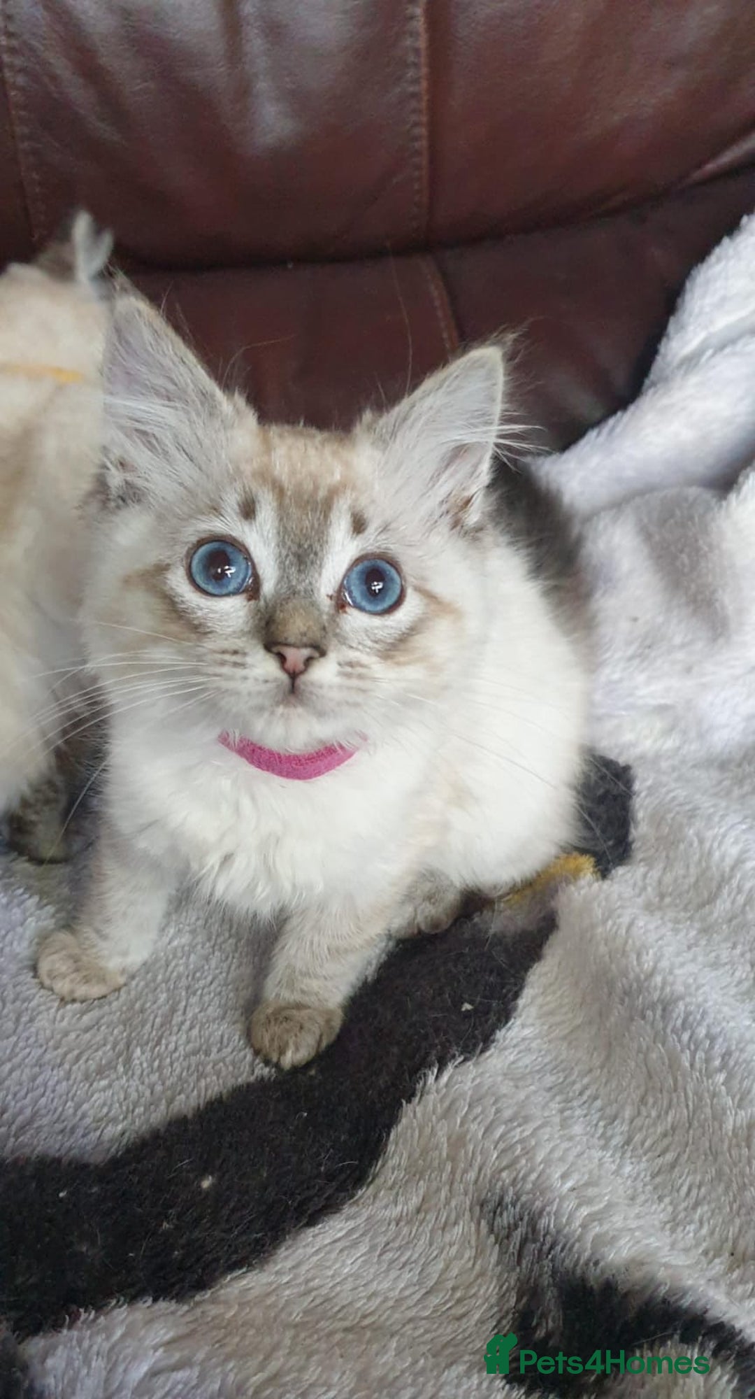 Ragdoll cats for sale: Beautiful GCCF Registered Ragdoll Kittens. - Image 15