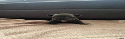 French Bulldog dogs for sale: Big rope French bulldog puppies in Nottingham - Advert 5