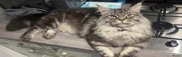 Maine Coon cats for stud: Beautiful main coon stud muffin in Smethwick - Advert 18