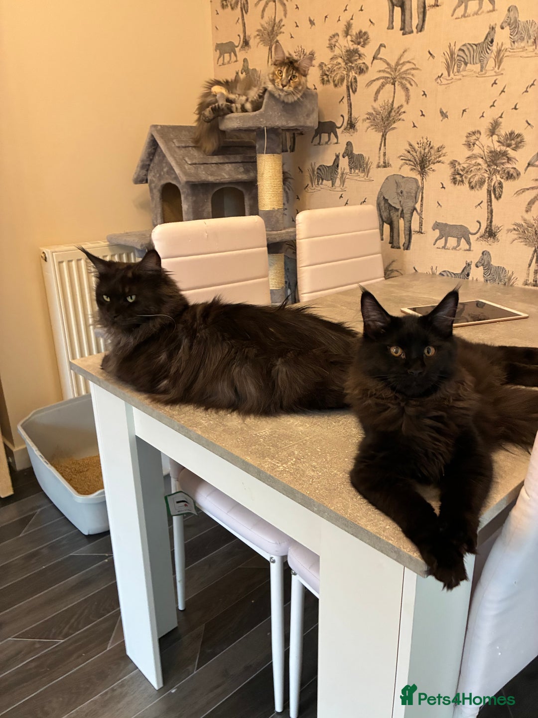 Maine Coon cats for sale: Maine Coon Kittens - Advert 33