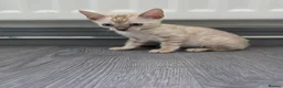 Bengal cats for sale: ACTIVE SNOW BENGAL KITTEN BLUE EYES TICA REGISTER - Advert 15