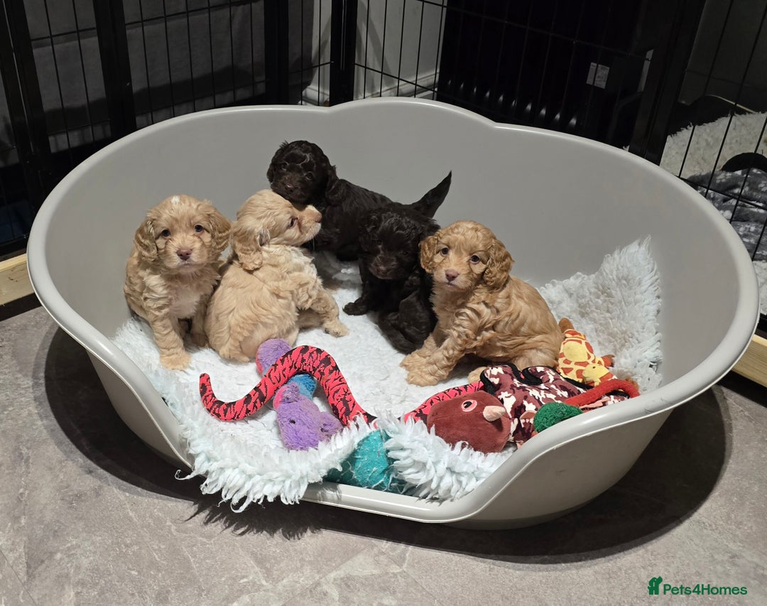 Cockapoo dogs for sale: F1 cockapoo puppies - extensive health tests - Advert 3