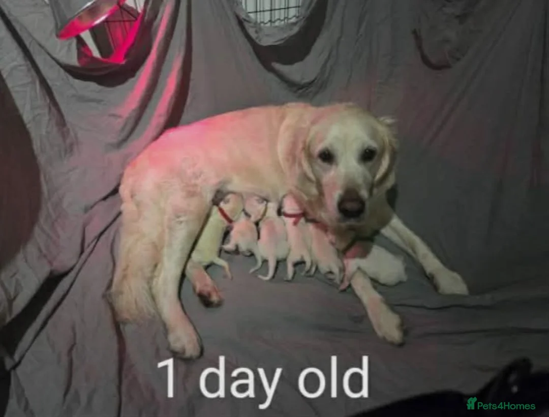 Golden Retriever dogs for sale: Beautiful golden retriever puppies  - Advert 1