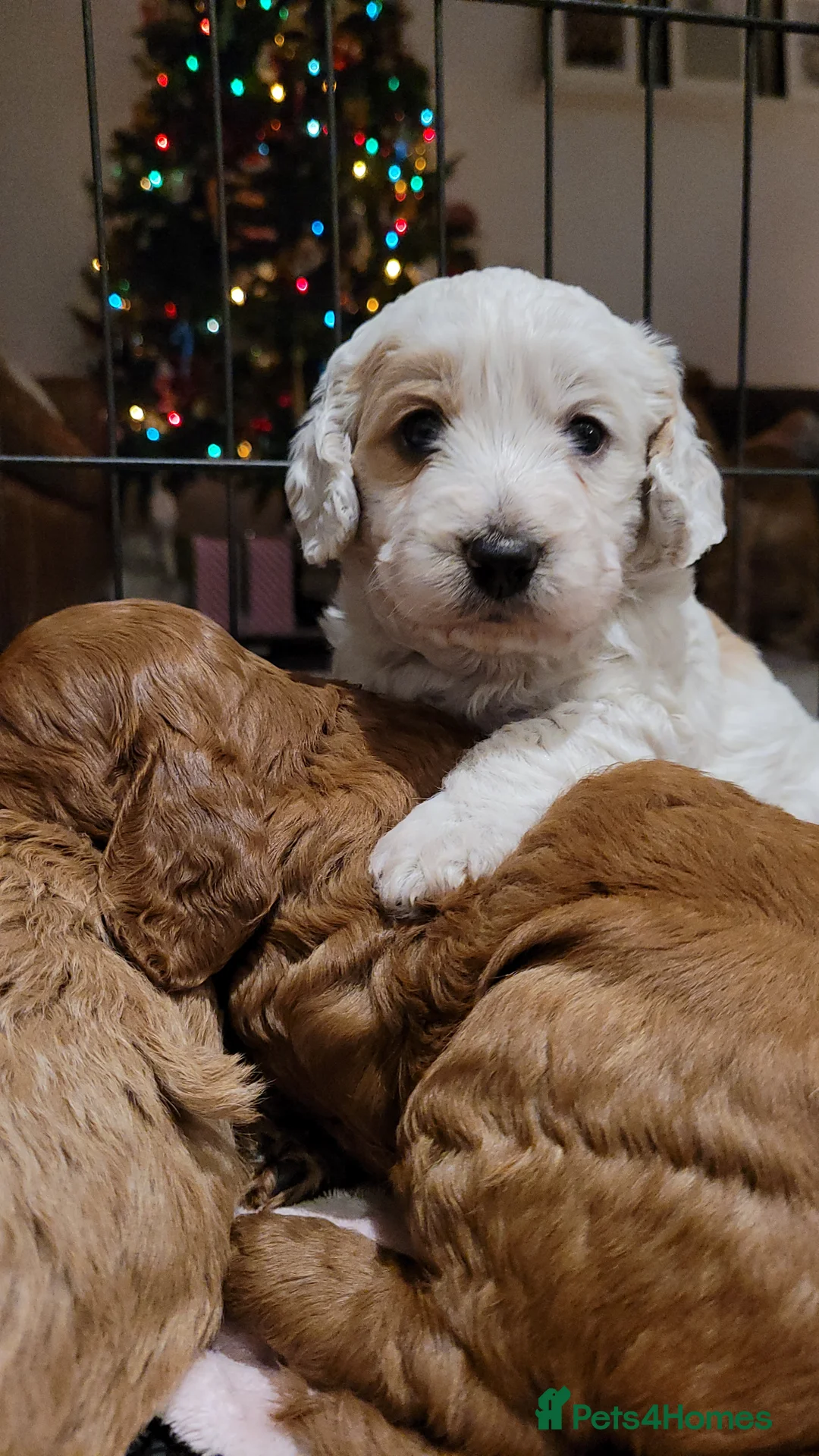 Miniature Poodle dogs for stud: Our Very handsome, charming Red Miniature Poodle  in Warrington - Advert 16