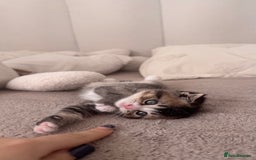 Scottish Fold cats for sale: Scottish fold X Scottish straight  - Advert 4