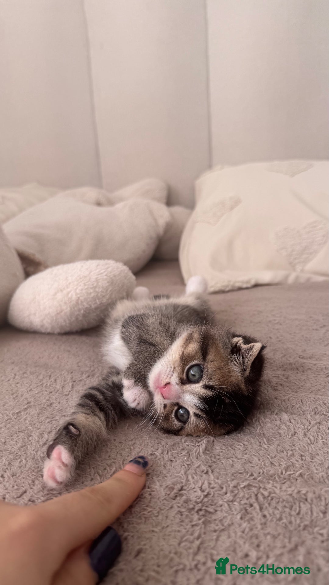 Scottish Fold cats for sale: Scottish fold X Scottish straight  - Advert 4