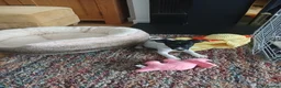 Jack Russell dogs for sale: Pippa in Caernarfon - Advert 2