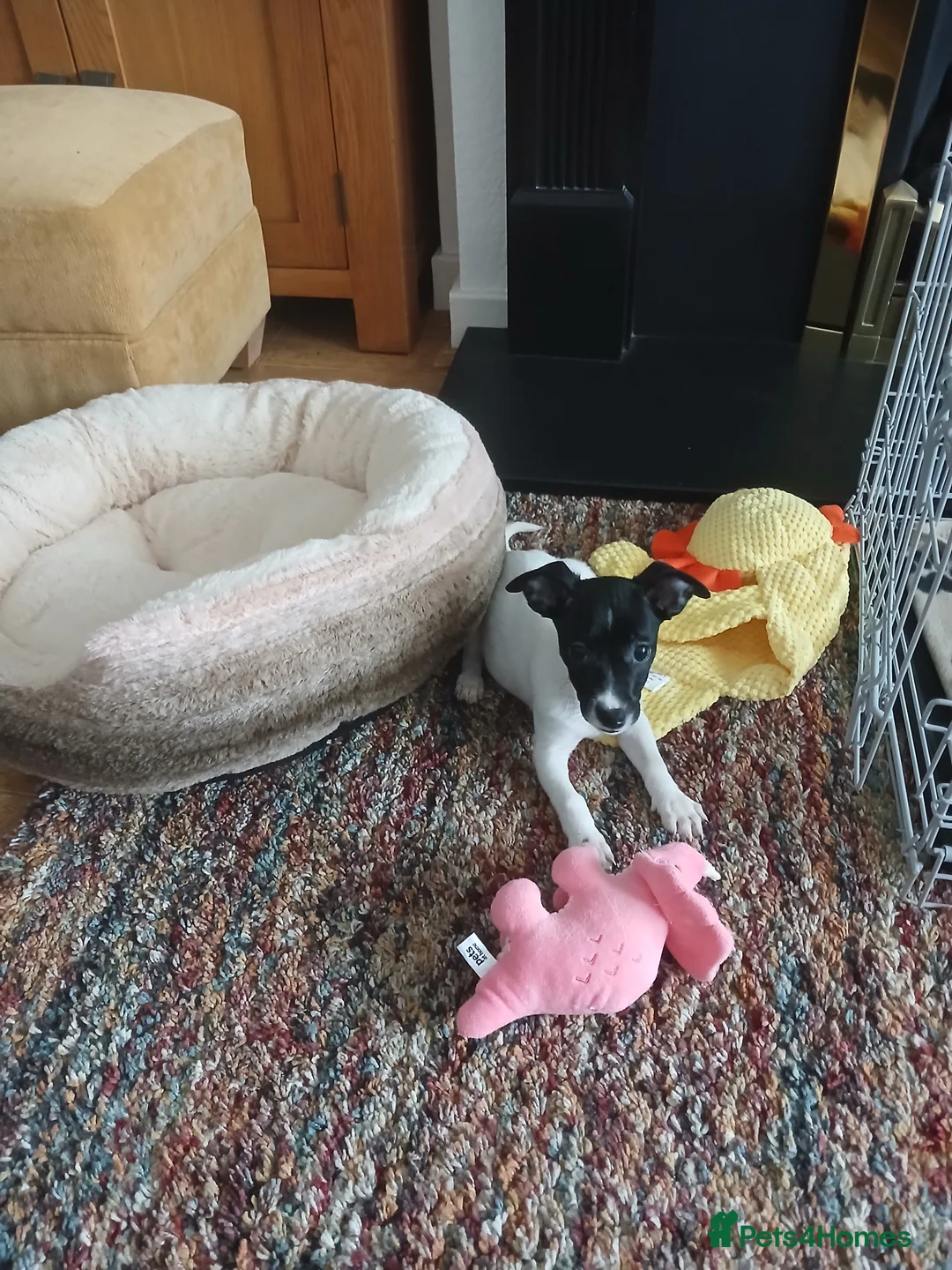 Jack Russell dogs for sale: Pippa in Caernarfon - Advert 2