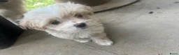 Maltipoo dogs for sale: 🌟 **Adorable Maltipoo Puppies!** 🌟  - Advert 13