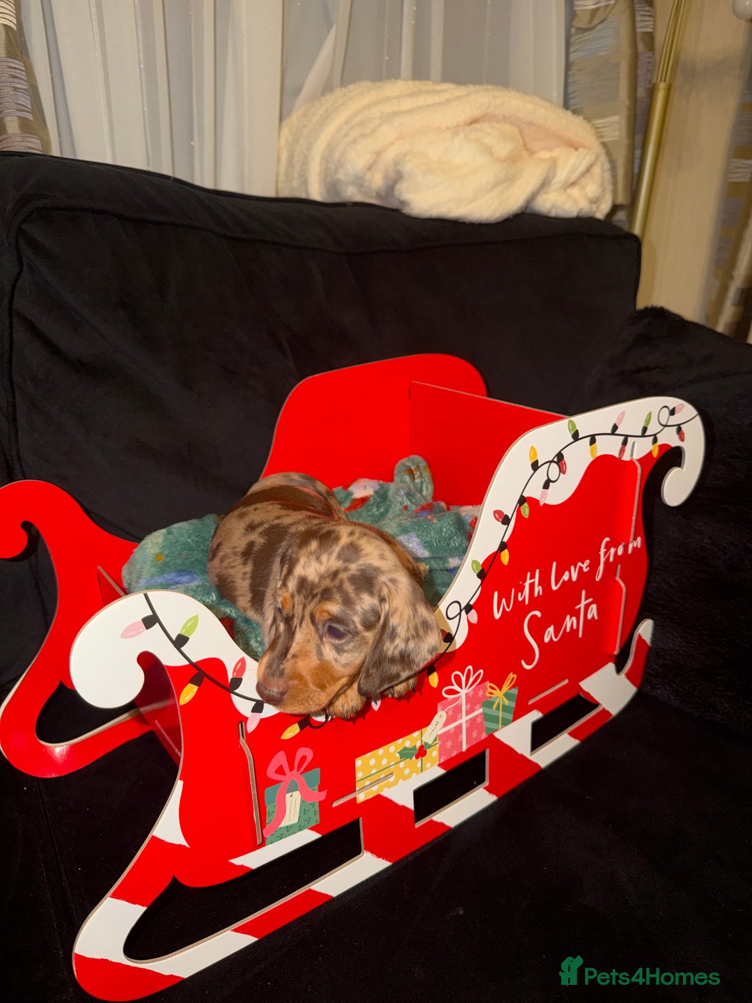 Miniature Dachshund dogs for sale: KC reg Miniature Dachshunds available 24thDecember - Advert 35