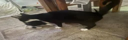 Mixed Breed cats for sale: Beautiful black and white kittens - Advert 16