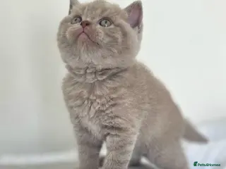 British Shorthair cats 3 Beautiful Lilac British short hairs / Ready Sept - Advert 12