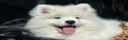 Samoyed dogs for sale: Beautiful Samoyed Puppies from Champion Father - Advert 10