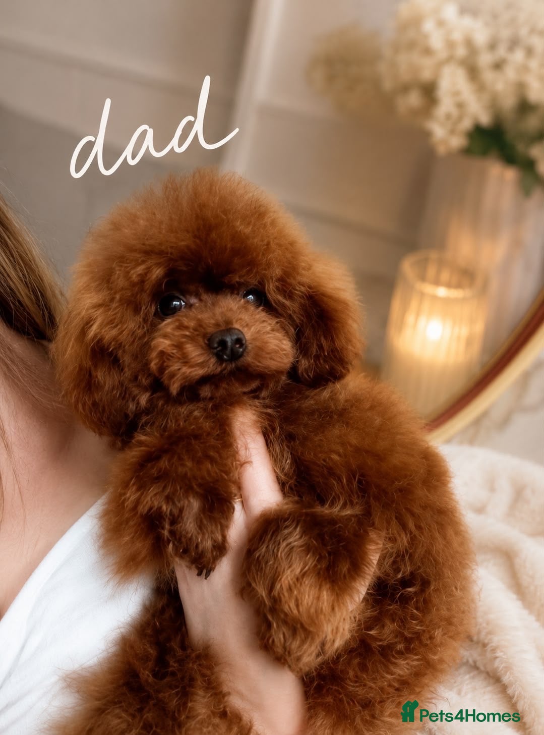 Toy Poodle dogs Asian x toy poodle  - Advert 24