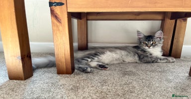 Maine Coon cats - Advert 3