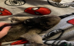 Mixed Breed dogs for sale: (REDUCED FOR LAST 2 ) Stunning Shepkita puppies  - Image 1