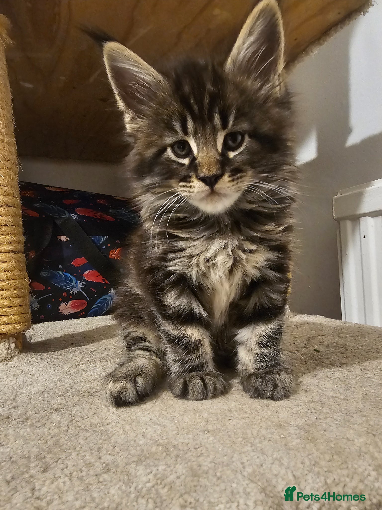 Maine Coon cats for sale: Maine Coon boy - Advert 5