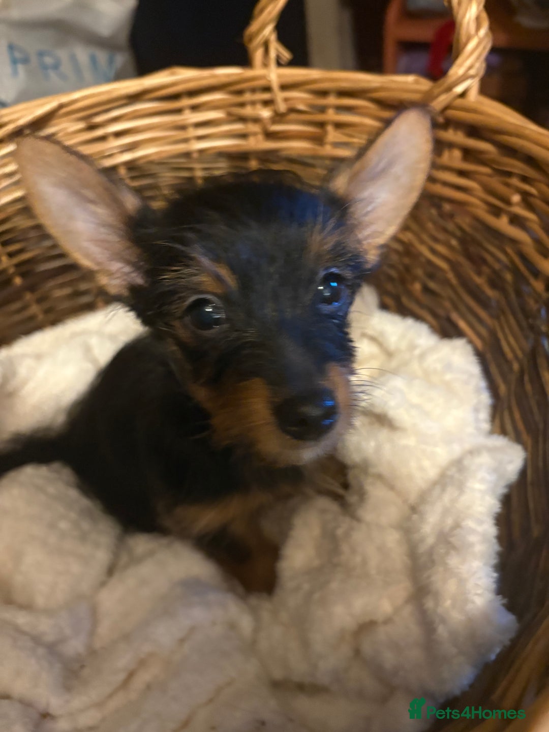 Mixed Breed dogs for sale: Yorkshire terrier x puppies  - Advert 2