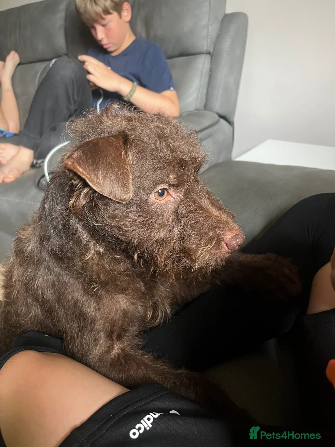 Patterdale Terrier dogs for adoption: Patterdale terrier 18 months old - Advert 6
