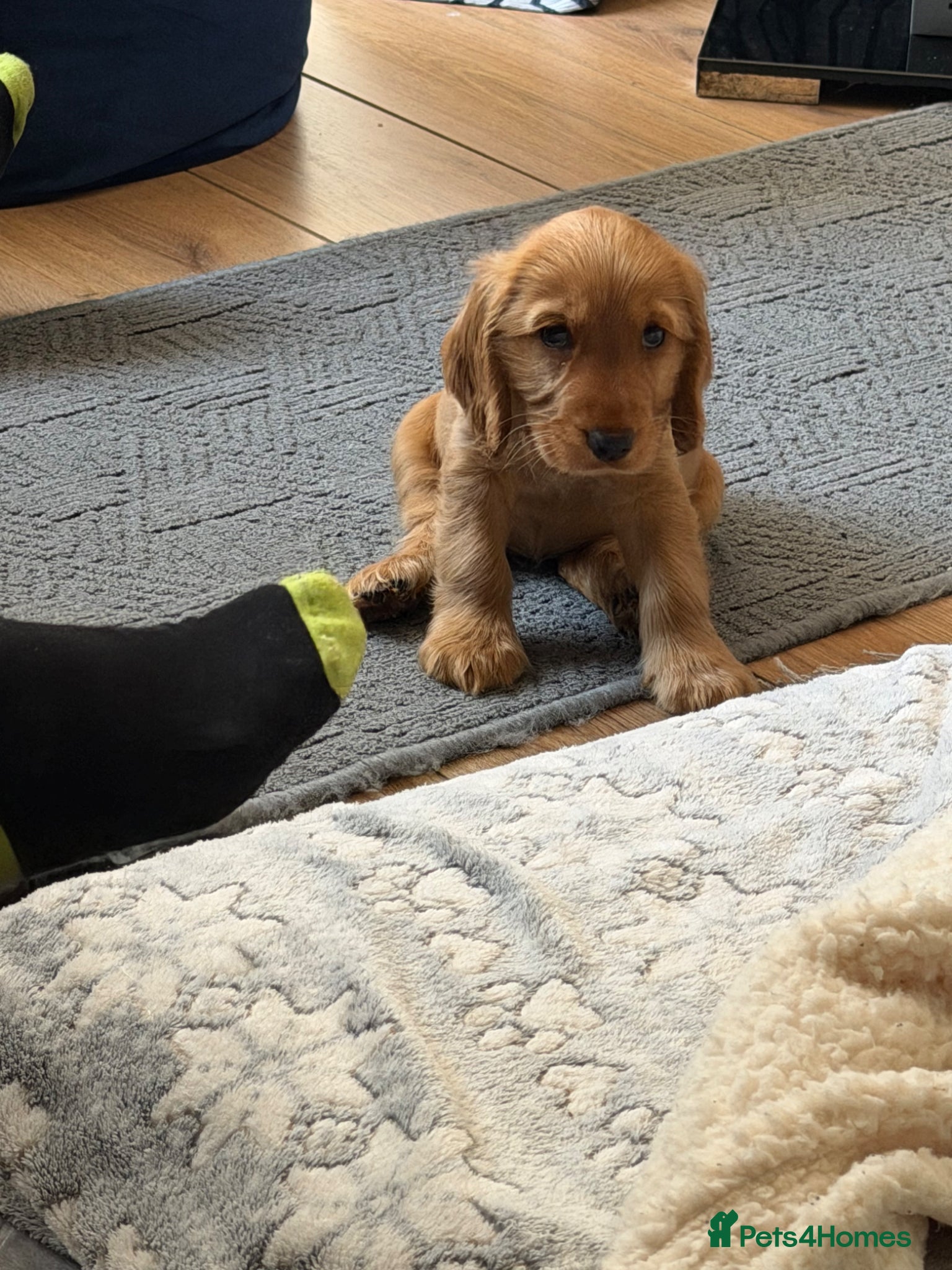 Cocker Spaniel dogs Golden cocker Spaniels - Advert 9