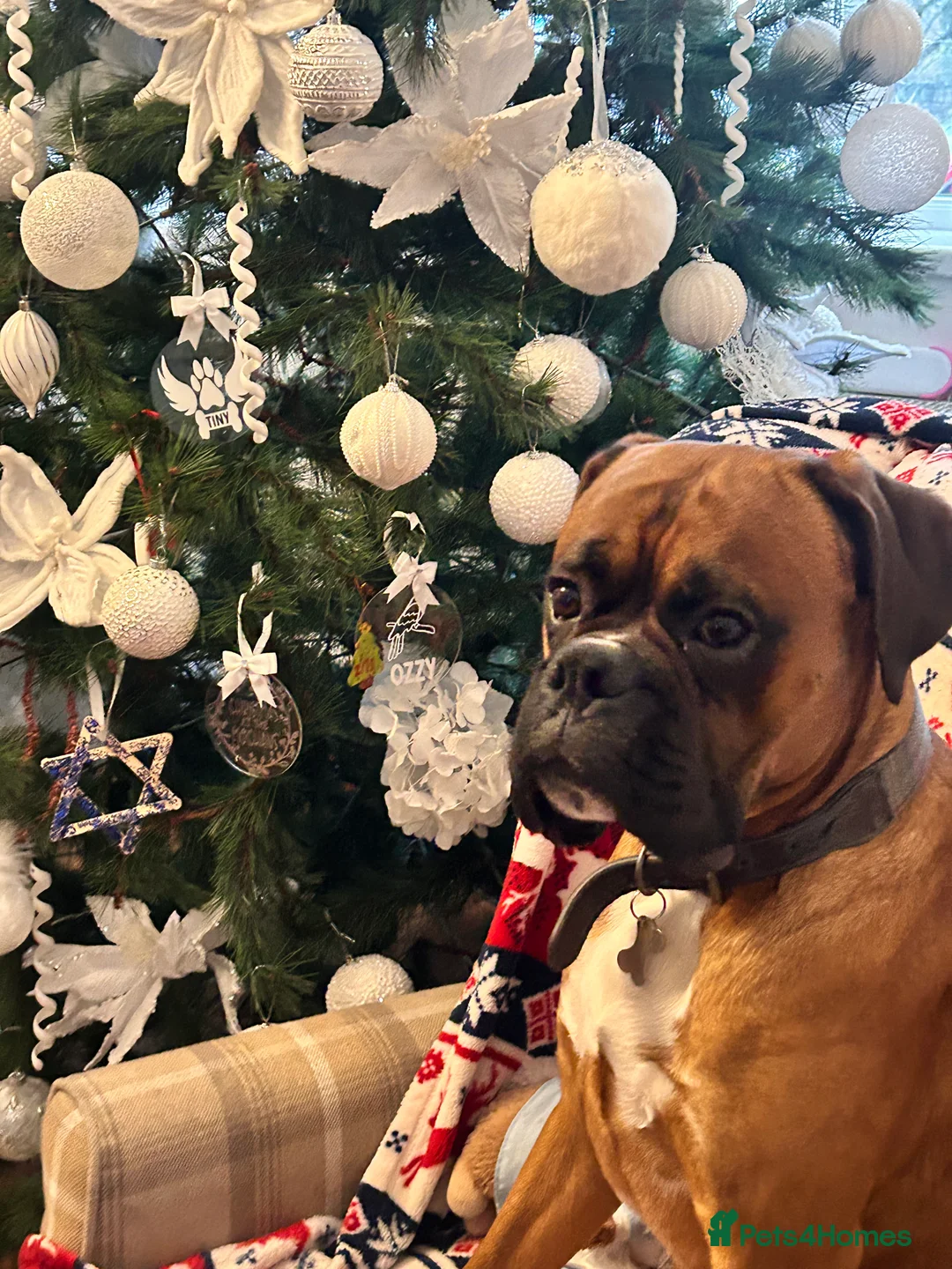 Boxer dogs for stud: Proven Handsome KC reg boxer-Heart score 0 in Tredegar - Advert 11