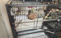 Cockatiels birds for sale: Cockatiel couple with cage and accessories  - Image 8