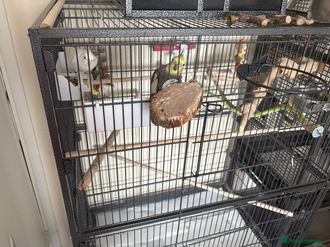 Cockatiels birds for sale: Cockatiel couple with cage and accessories  - Image 8