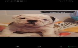English Bulldog dogs for stud: Apollo 1 bulldog HUU clear stud boy in York - Image 12