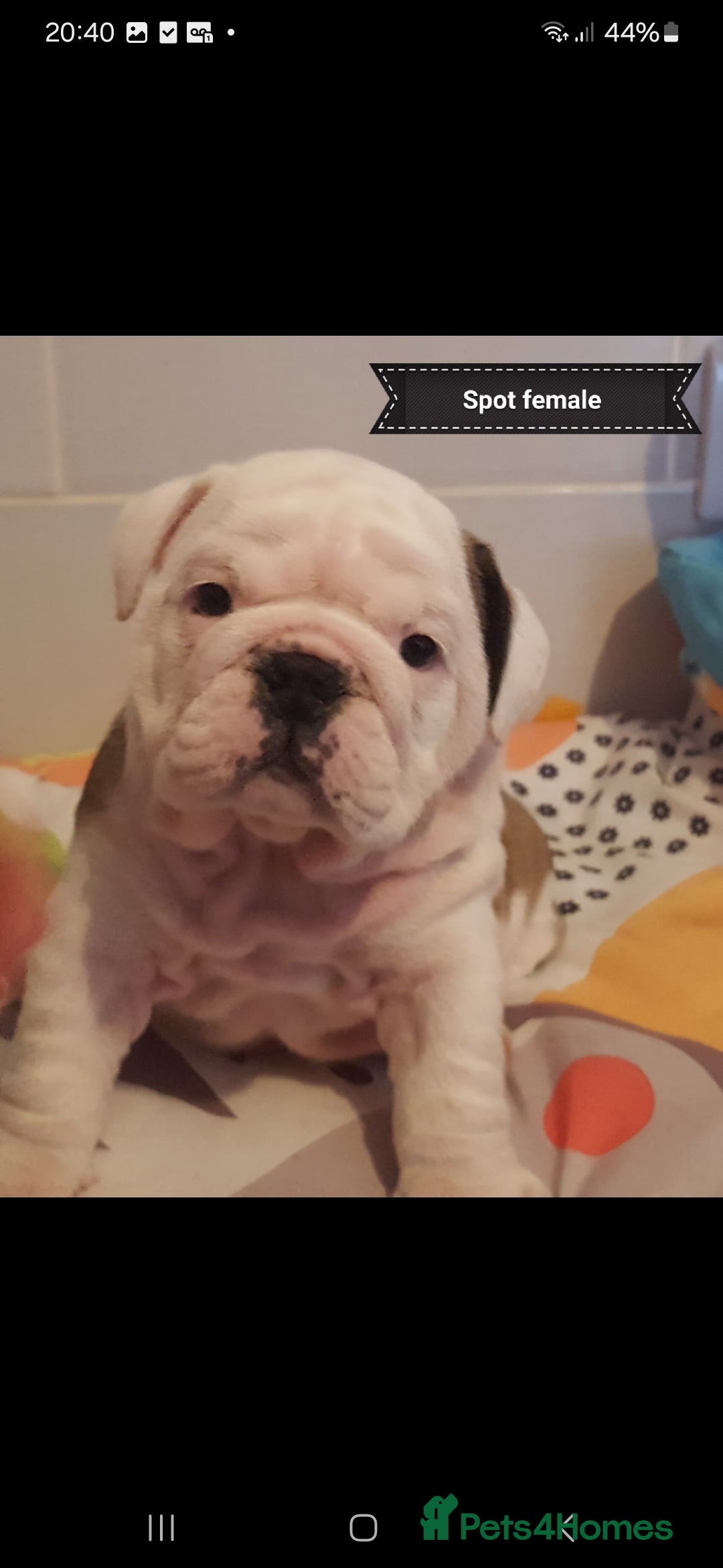 English Bulldog dogs for stud: Apollo 1 bulldog HUU clear stud boy in York - Image 12