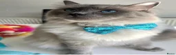 Ragdoll cats for sale: Loving Ragdoll Boy Looking for a Special Home  - Advert 2
