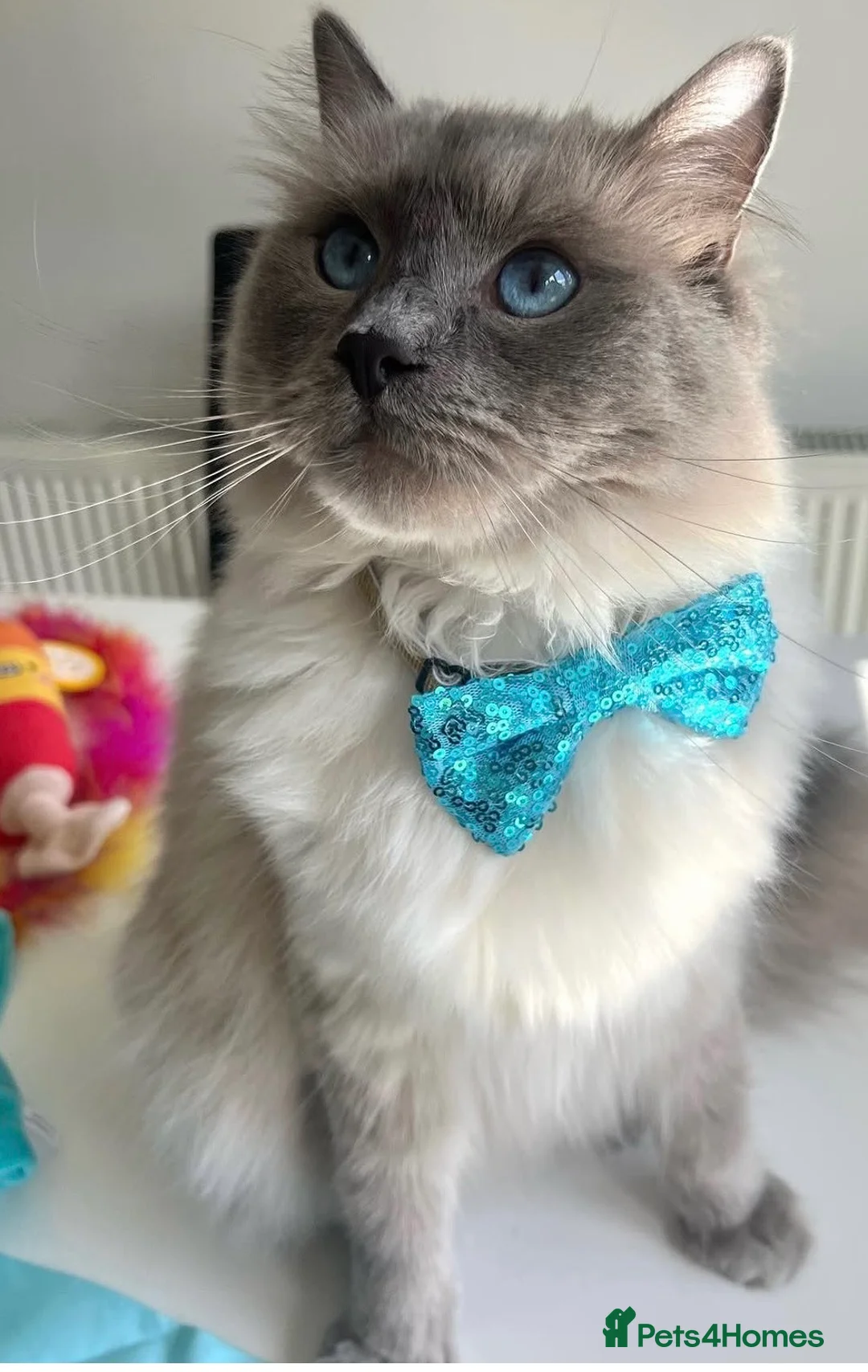 Ragdoll cats for sale: Loving Ragdoll Boy Looking for a Special Home  - Advert 2