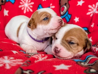 Jack Russell dogs ❤️3/4 Jack Russell babies ❤️ - Advert 4