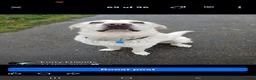 Mastiff dogs for sale: Spanish mastiff  in Buckingham - Advert 3