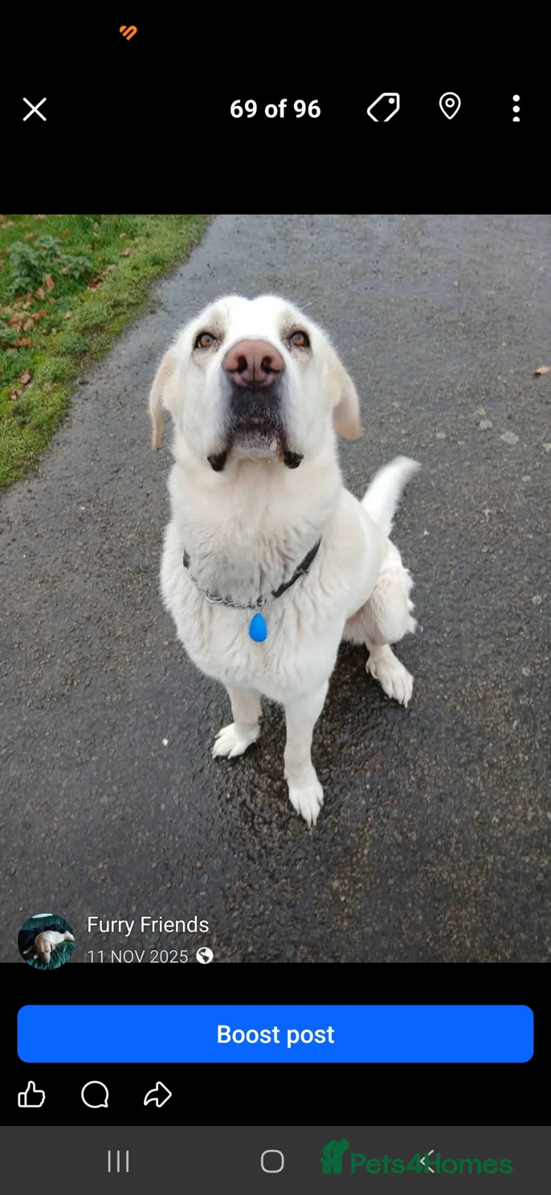 Mastiff dogs for sale: Spanish mastiff  in Buckingham - Advert 3